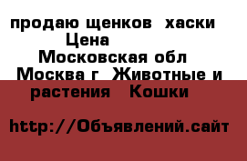 продаю щенков  хаски › Цена ­ 7 000 - Московская обл., Москва г. Животные и растения » Кошки   